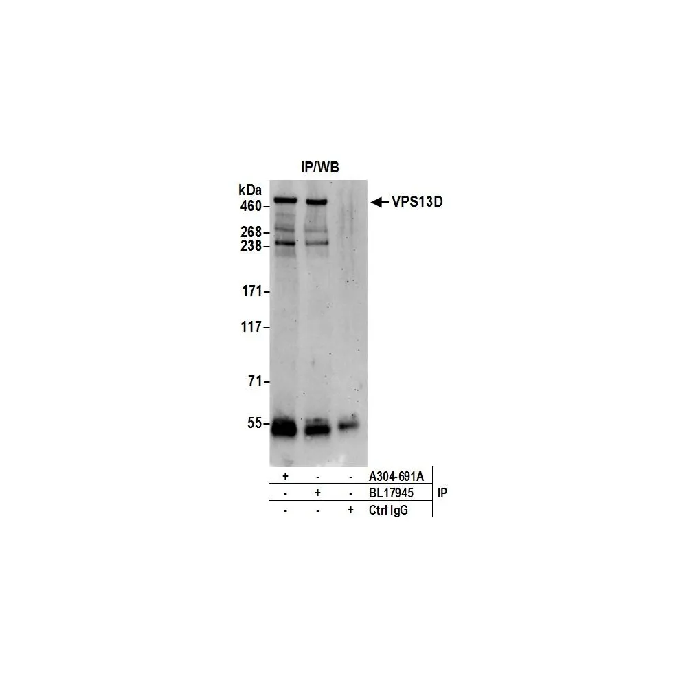 Rabbit anti-VPS13D Antibody, Affinity Purified