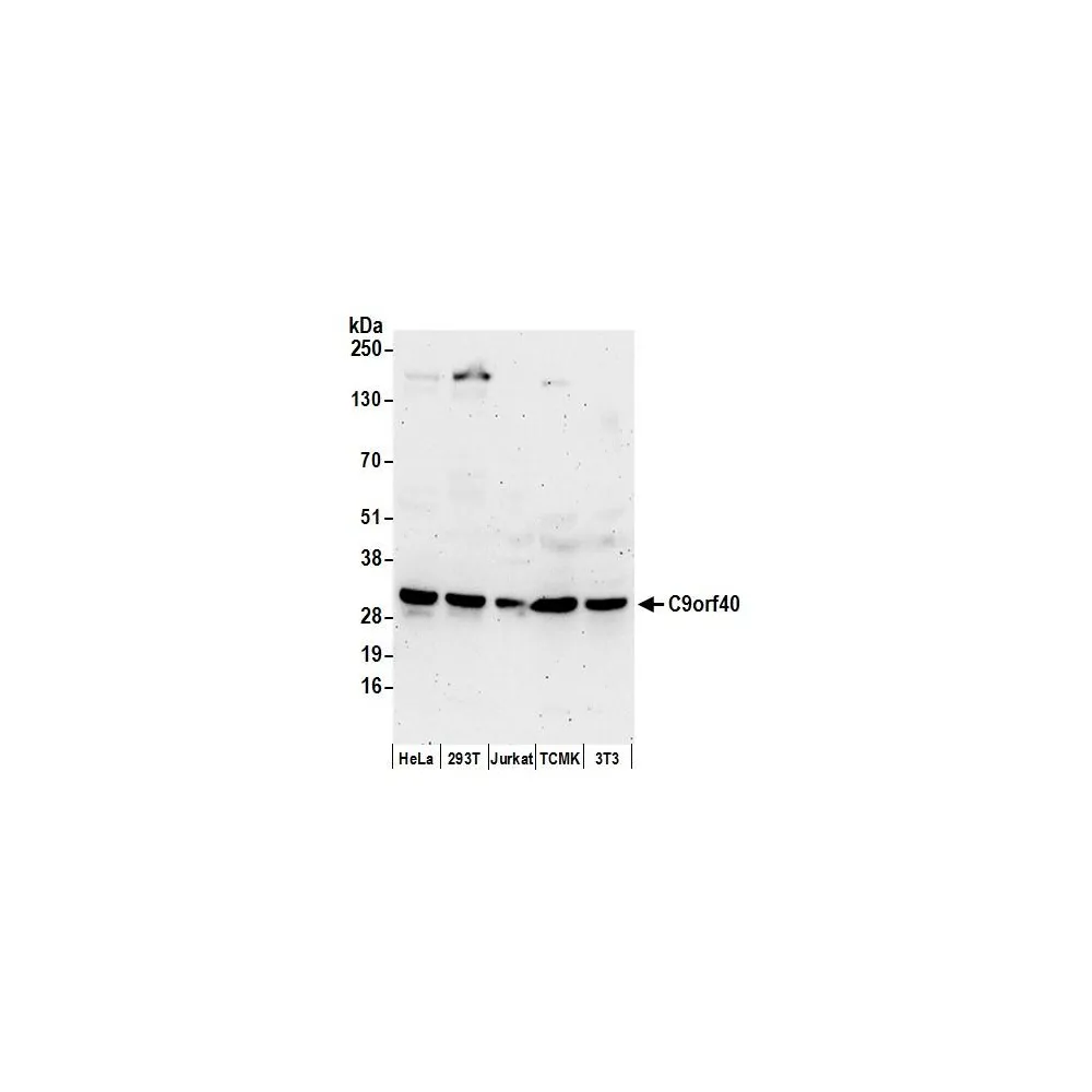 Rabbit anti-C9orf40 Antibody, Affinity Purified