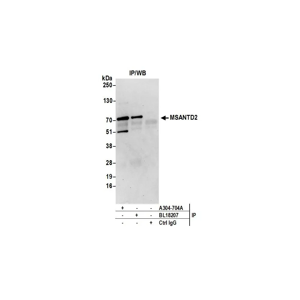 Rabbit anti-MSANTD2 Antibody, Affinity Purified