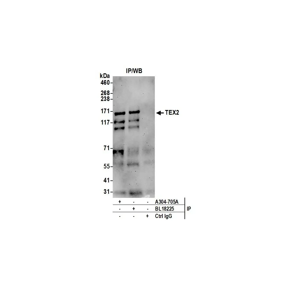 Rabbit anti-TEX2 Antibody, Affinity Purified