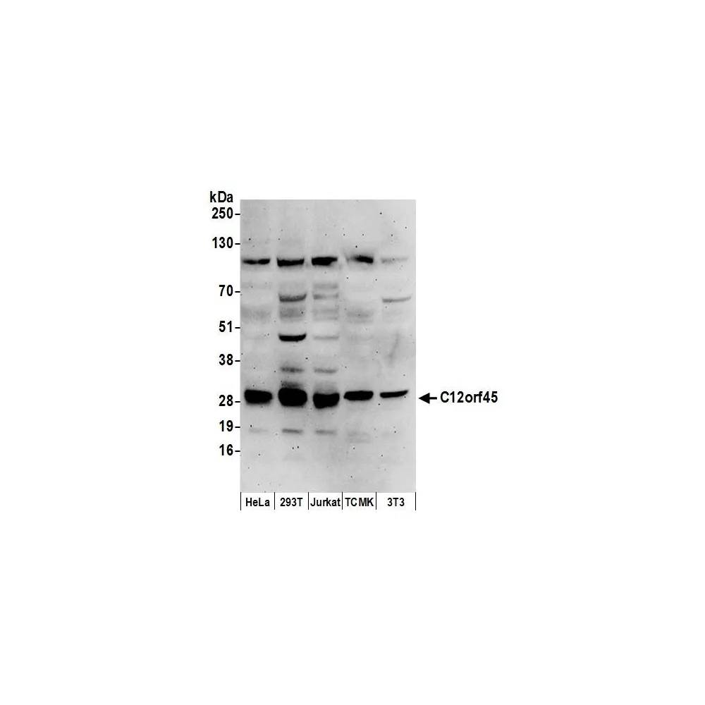 Rabbit anti-C12orf45 Antibody, Affinity Purified