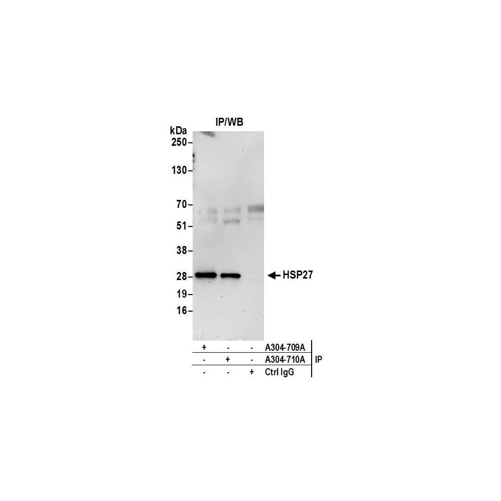 Rabbit anti-HSP27 Antibody, Affinity Purified