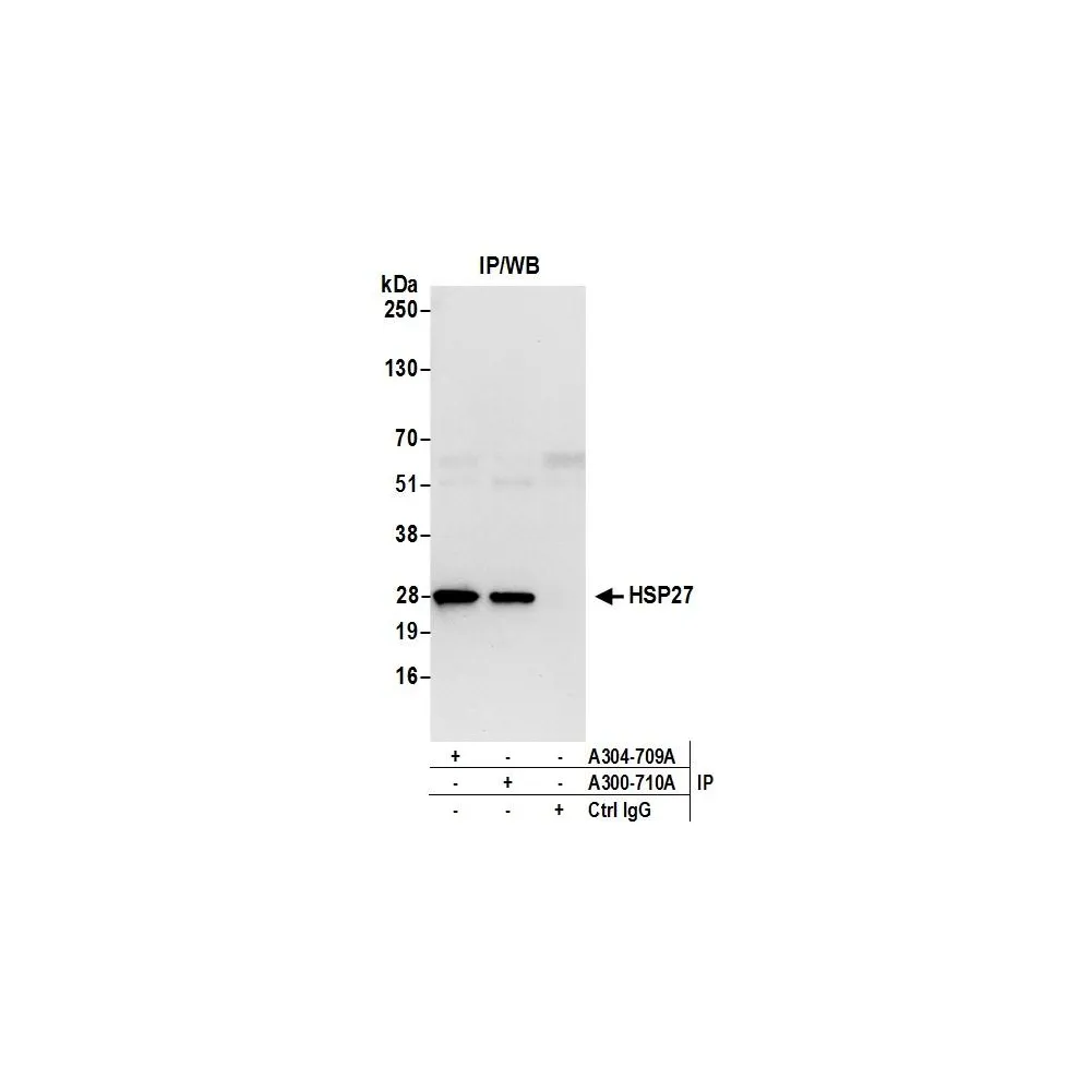 Rabbit anti-HSP27 Antibody, Affinity Purified