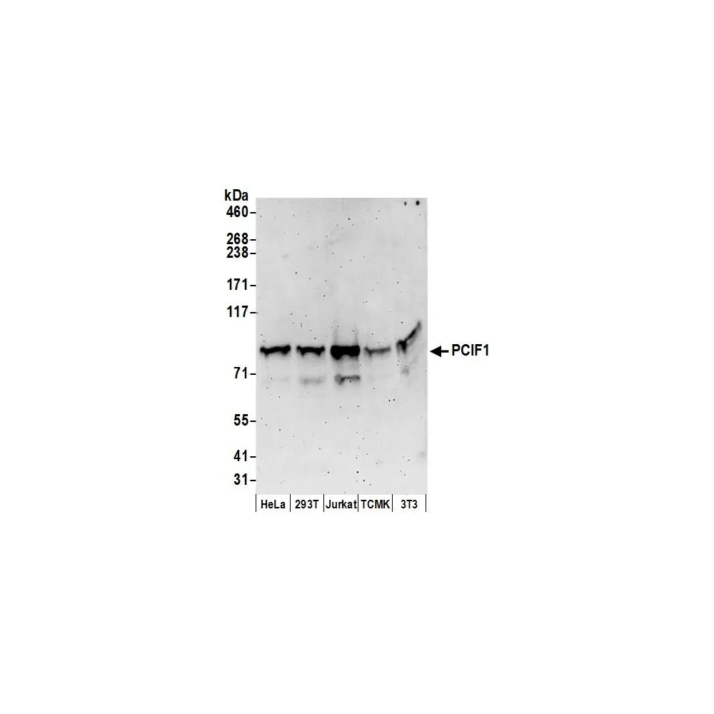 Rabbit anti-PCIF1 Antibody, Affinity Purified