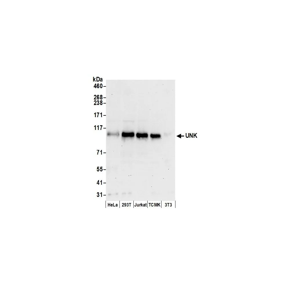 Rabbit anti-UNK Antibody, Affinity Purified