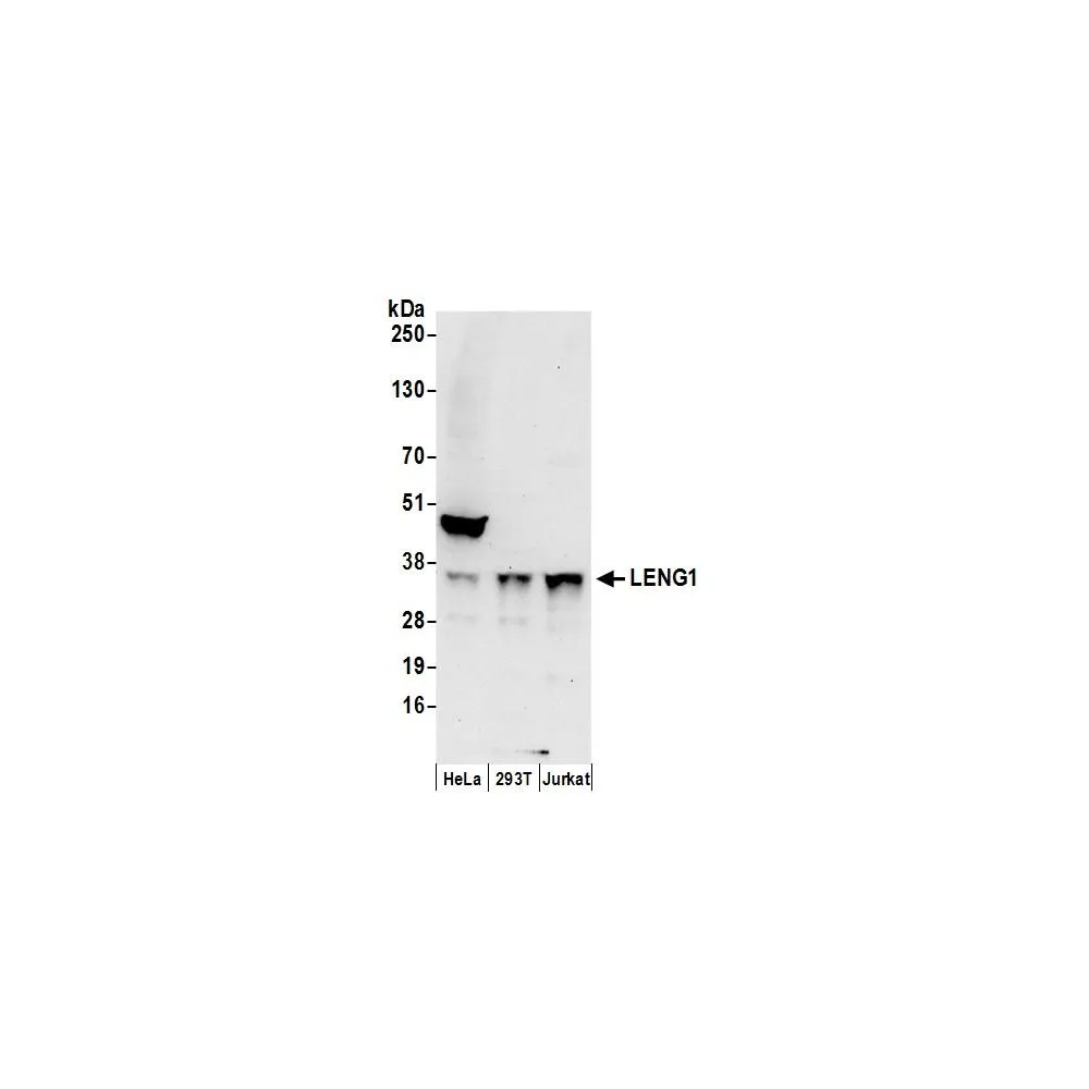 Rabbit anti-LENG1 Antibody, Affinity Purified