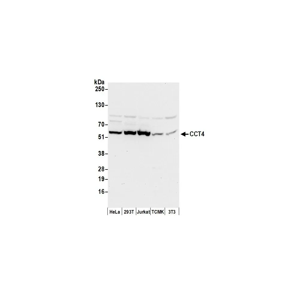 Rabbit anti-CCT4 Antibody, Affinity Purified