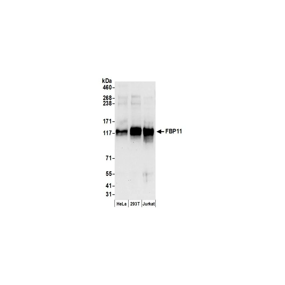Rabbit anti-FBP11 Antibody, Affinity Purified