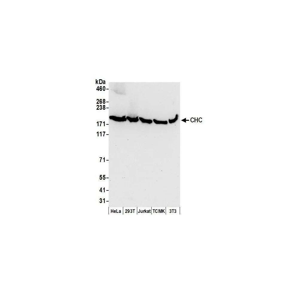 Rabbit anti-CHC Antibody, Affinity Purified