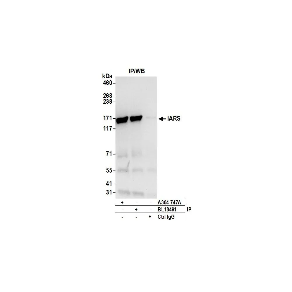 Rabbit anti-IARS Antibody, Affinity Purified