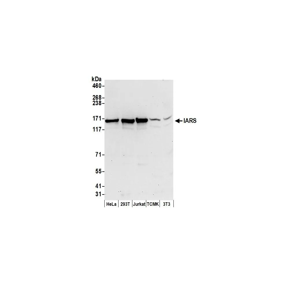 Rabbit anti-IARS Antibody, Affinity Purified