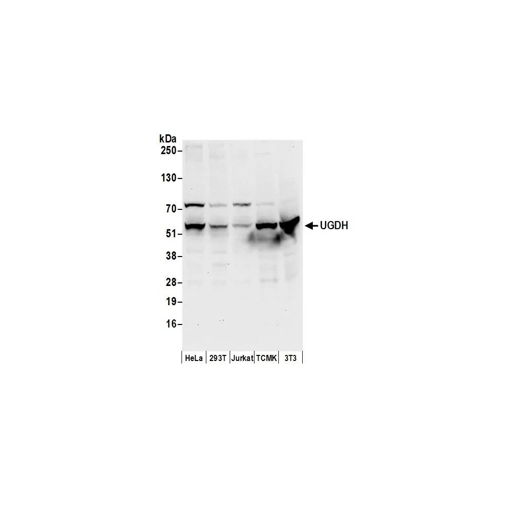 Rabbit anti-UGDH Antibody, Affinity Purified