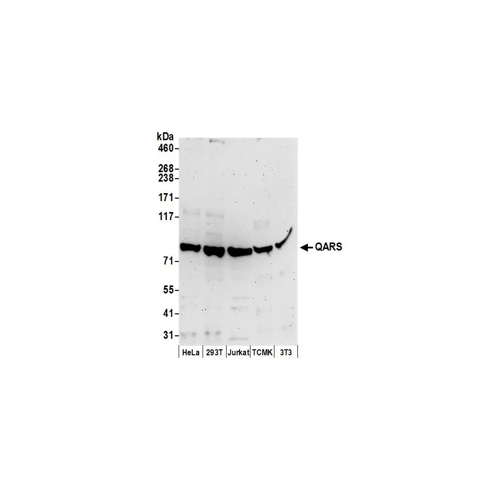 Rabbit anti-QARS Antibody, Affinity Purified