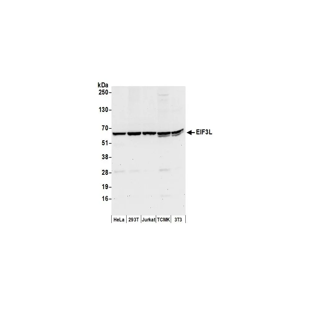 Rabbit anti-EIF3L Antibody, Affinity Purified