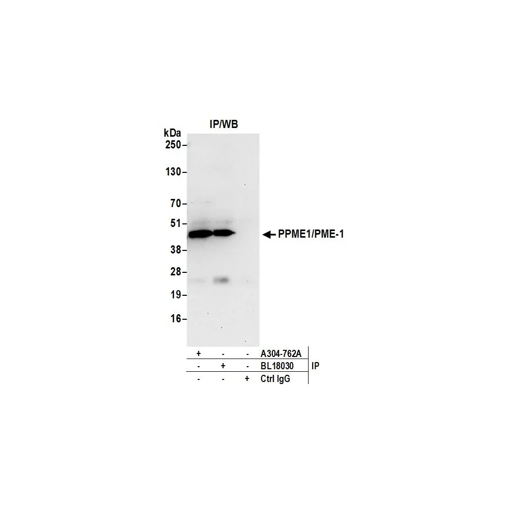 Rabbit anti-PPME1/PME-1 Antibody, Affinity Purified