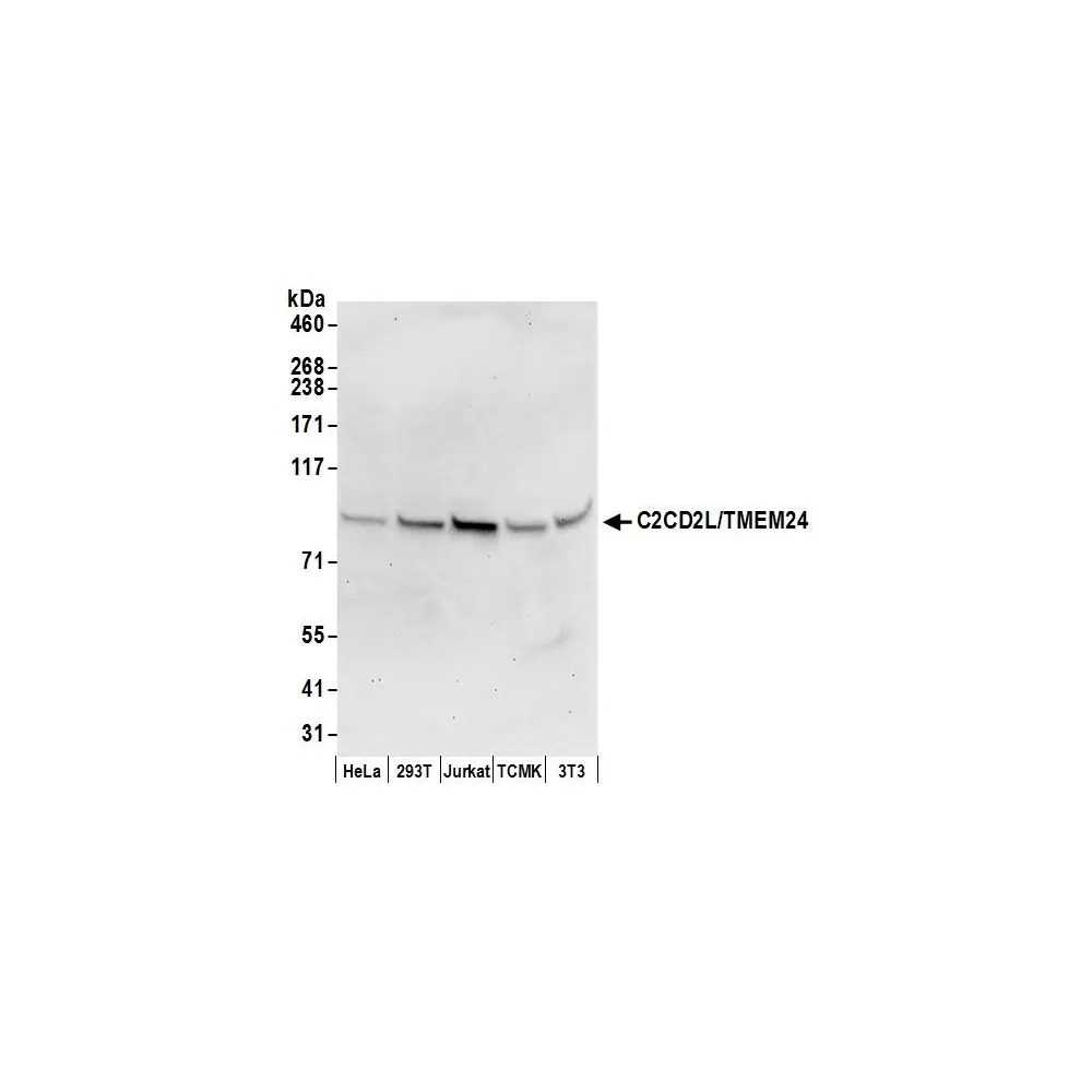 Rabbit anti-C2CD2L/TMEM24 Antibody, Affinity Purified
