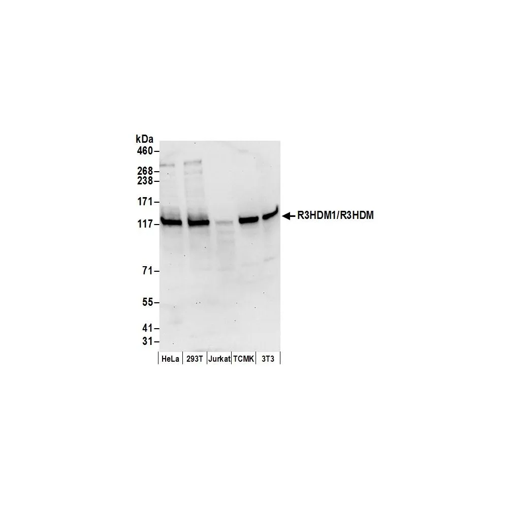 Rabbit anti-R3HDM1/R3HDM Antibody, Affinity Purified
