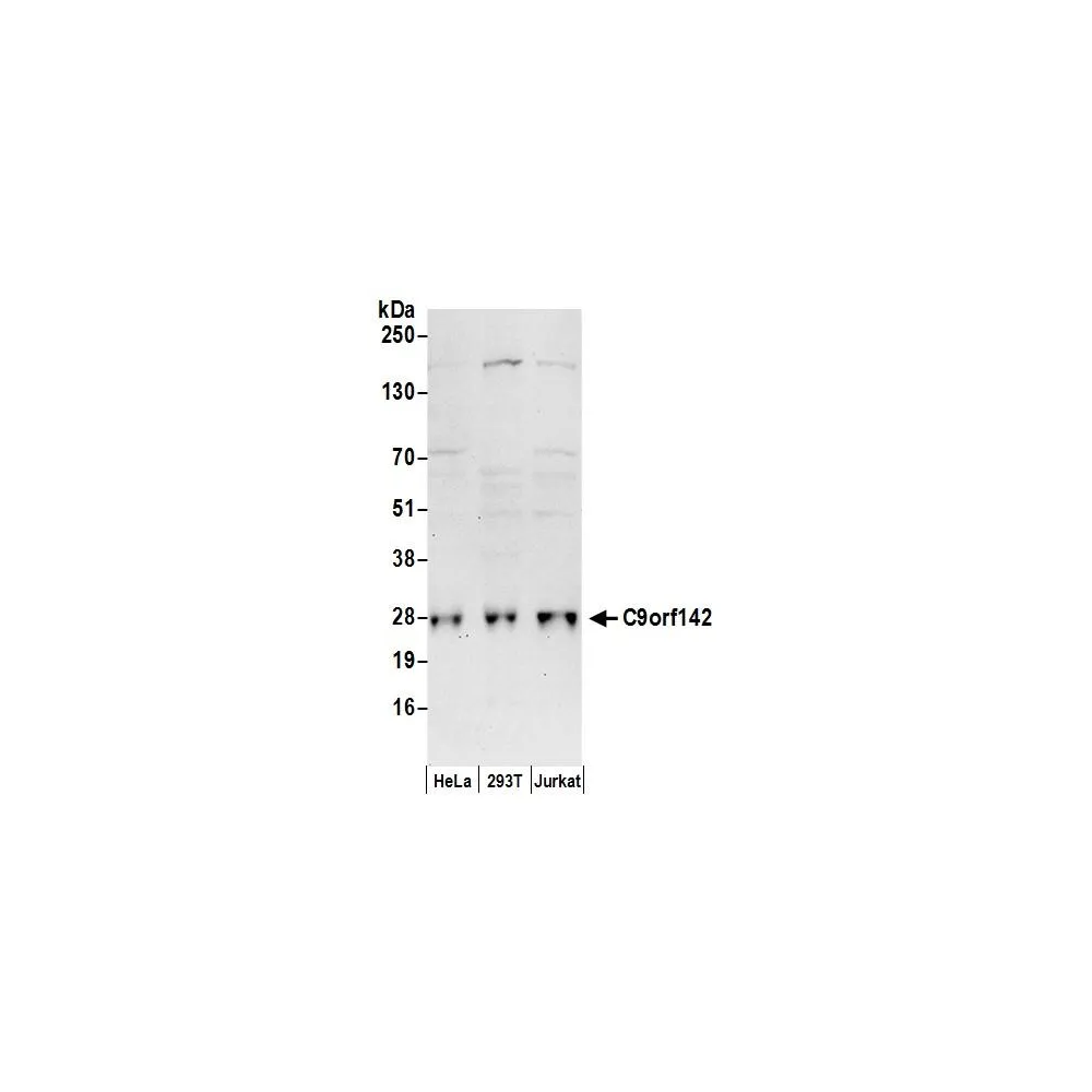 Rabbit anti-C9orf142 Antibody, Affinity Purified