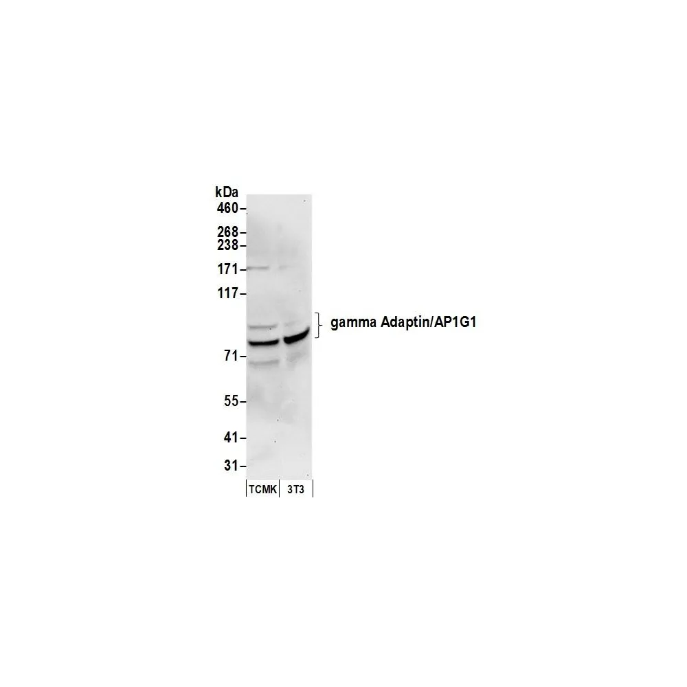 Rabbit anti-gamma Adaptin/AP1G1 Antibody, Affinity Purified