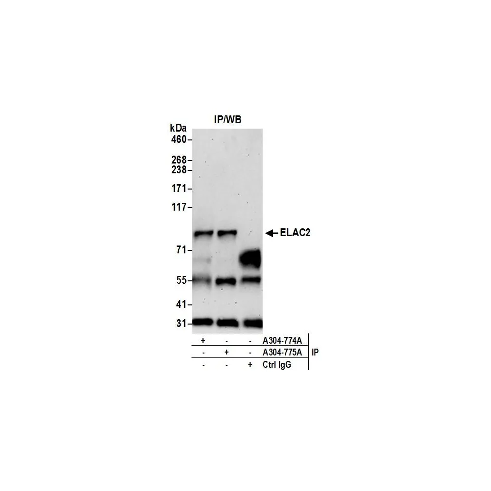 Rabbit anti-ELAC2 Antibody, Affinity Purified