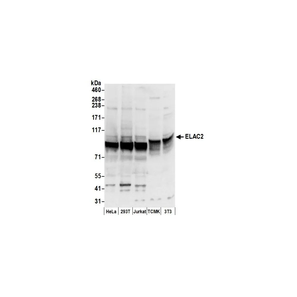 Rabbit anti-ELAC2 Antibody, Affinity Purified