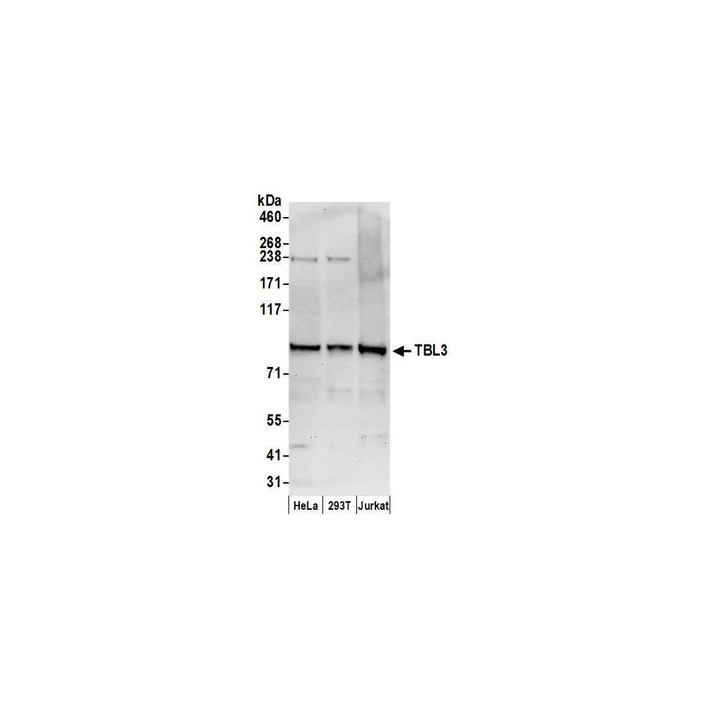 Rabbit anti-TBL3 Antibody, Affinity Purified