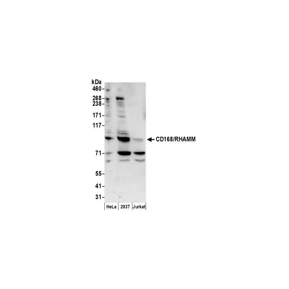 Rabbit anti-CD168/RHAMM Antibody, Affinity Purified