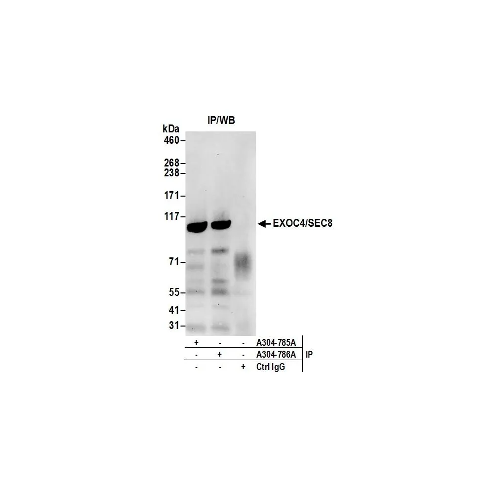 Rabbit anti-EXOC4/SEC8 Antibody, Affinity Purified