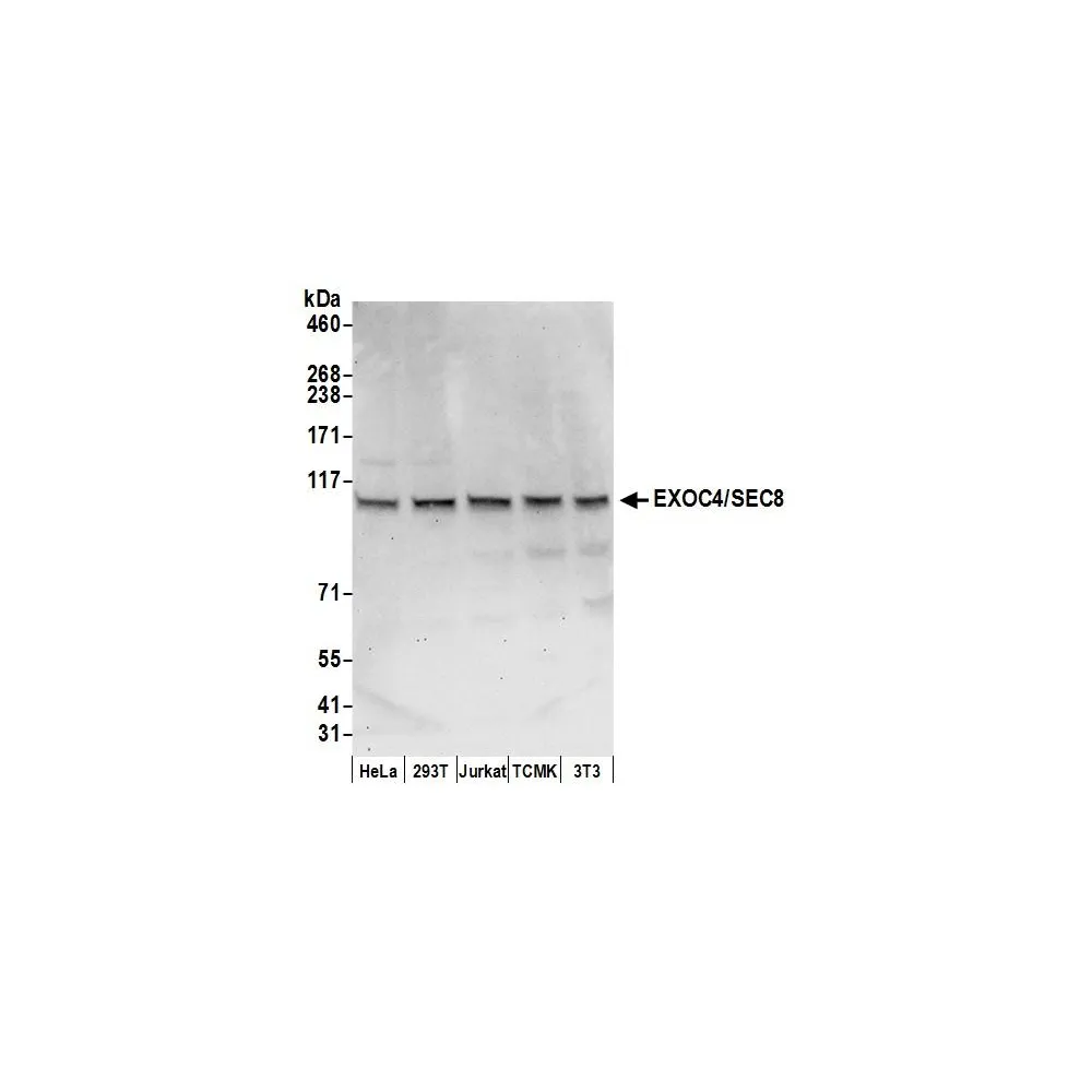 Rabbit anti-EXOC4/SEC8 Antibody, Affinity Purified
