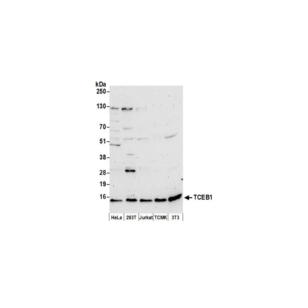Rabbit anti-TCEB1 Antibody, Affinity Purified
