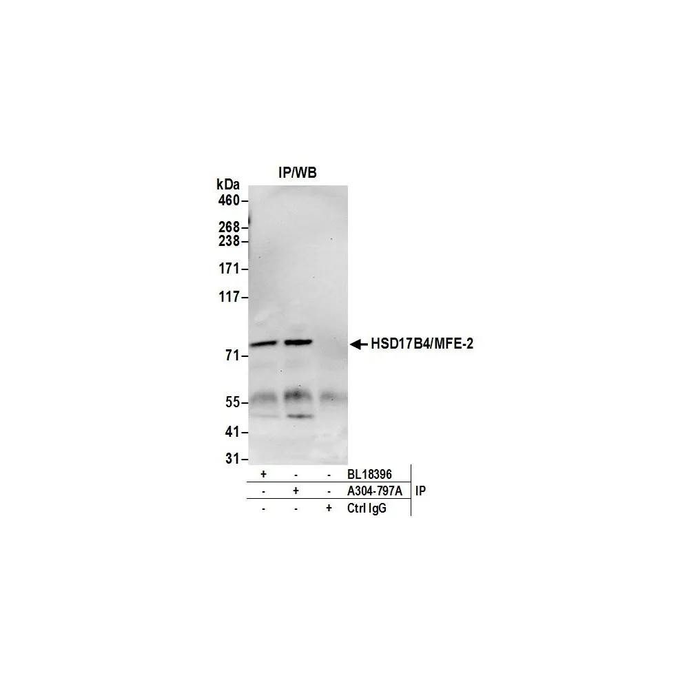 Rabbit anti-HSD17B4/MFE-2/17-beta-HSD4 Antibody, Affinity Purified