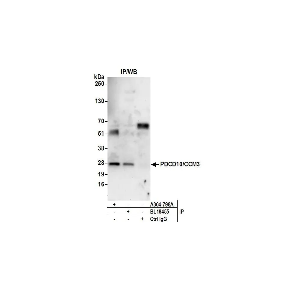 Rabbit anti-PDCD10/CCM3 Antibody, Affinity Purified