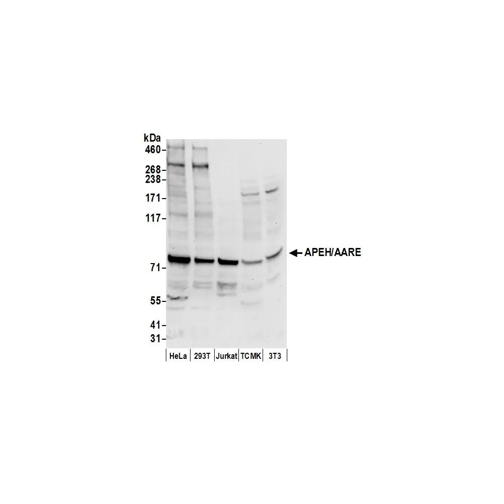 Rabbit anti-APEH/AARE Antibody, Affinity Purified
