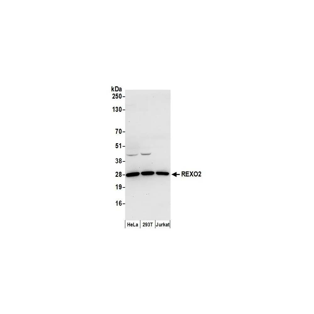 Rabbit anti-REXO2 Antibody, Affinity Purified