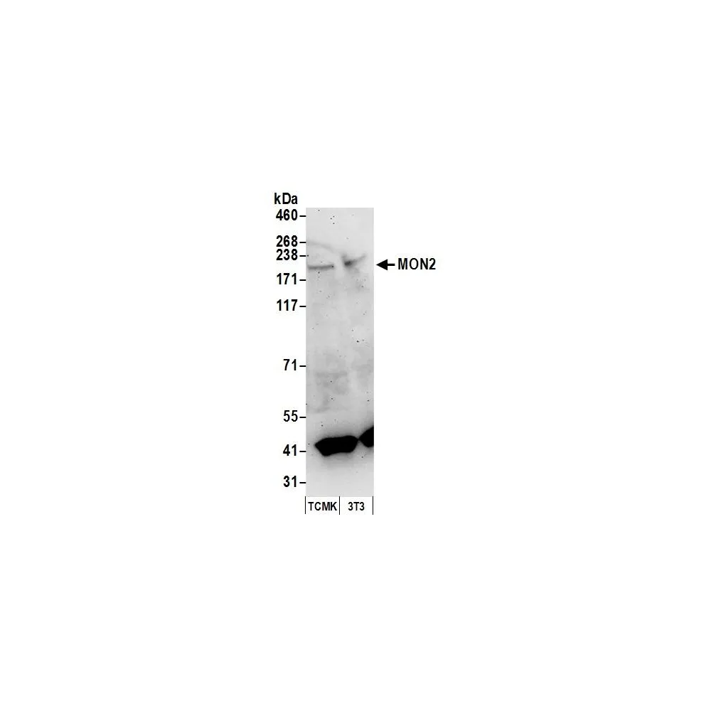 Rabbit anti-MON2 Antibody, Affinity Purified