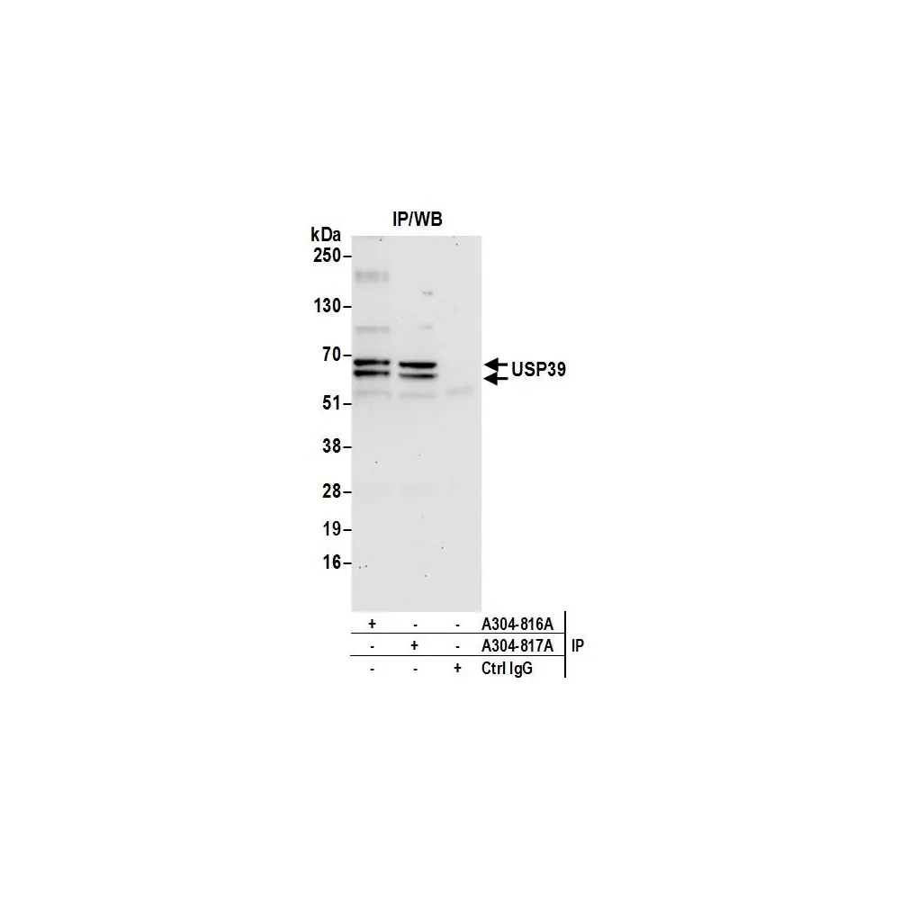 Rabbit anti-USP39 Antibody, Affinity Purified