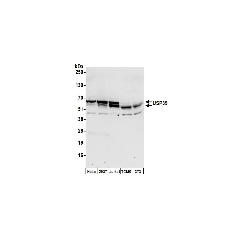 Rabbit anti-USP39 Antibody, Affinity Purified