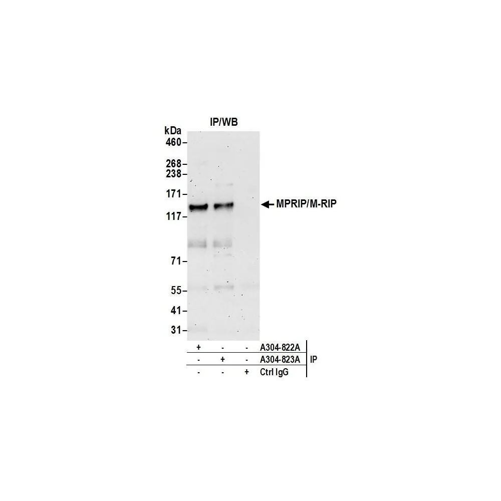 Rabbit anti-MPRIP/M-RIP Antibody, Affinity Purified