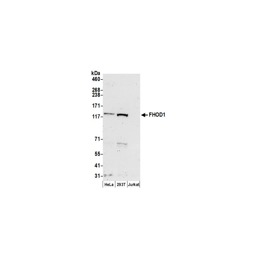 Rabbit anti-FHOD1 Antibody, Affinity Purified