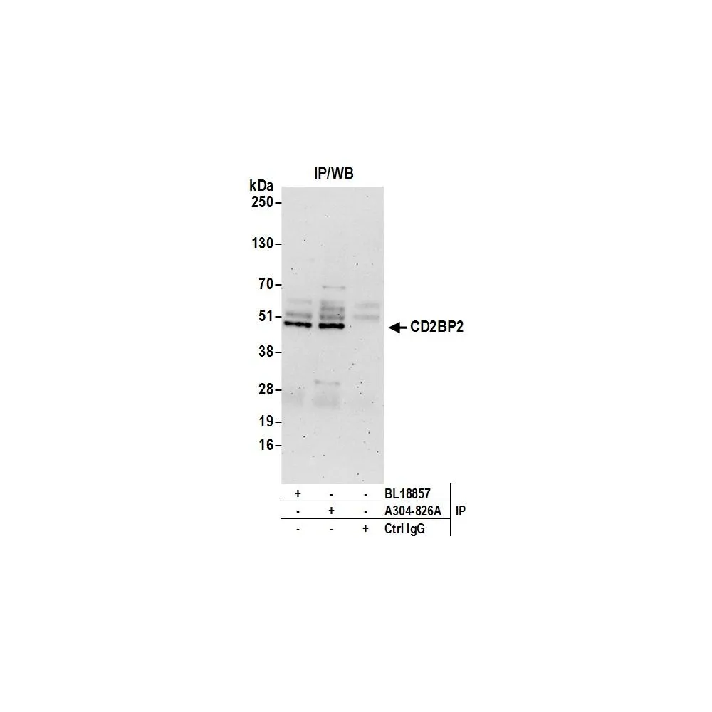 Rabbit anti-CD2BP2 Antibody, Affinity Purified