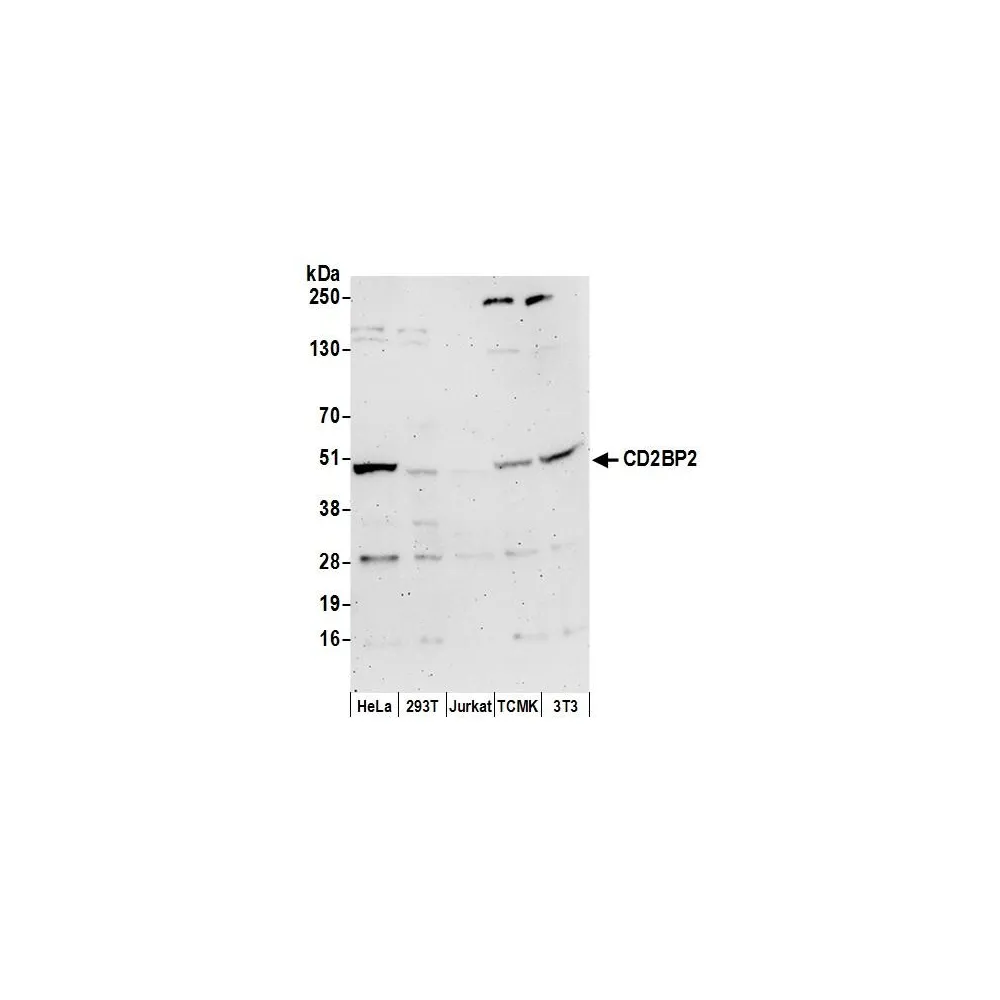 Rabbit anti-CD2BP2 Antibody, Affinity Purified