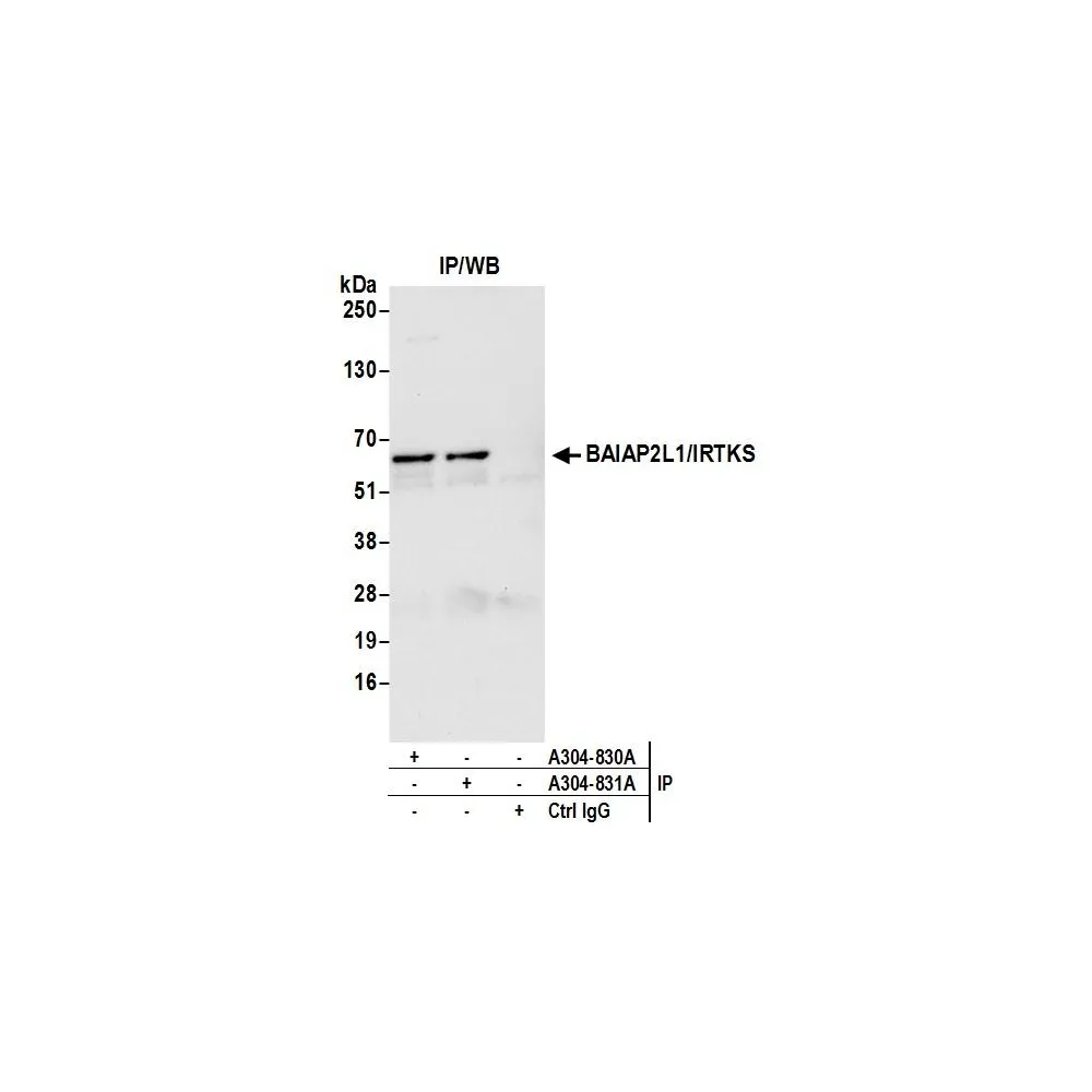 Rabbit anti-BAIAP2L1/IRTKS Antibody, Affinity Purified