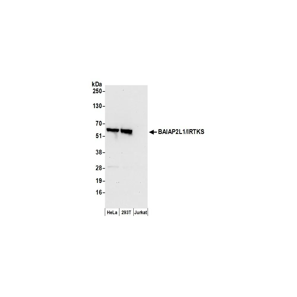 Rabbit anti-BAIAP2L1/IRTKS Antibody, Affinity Purified