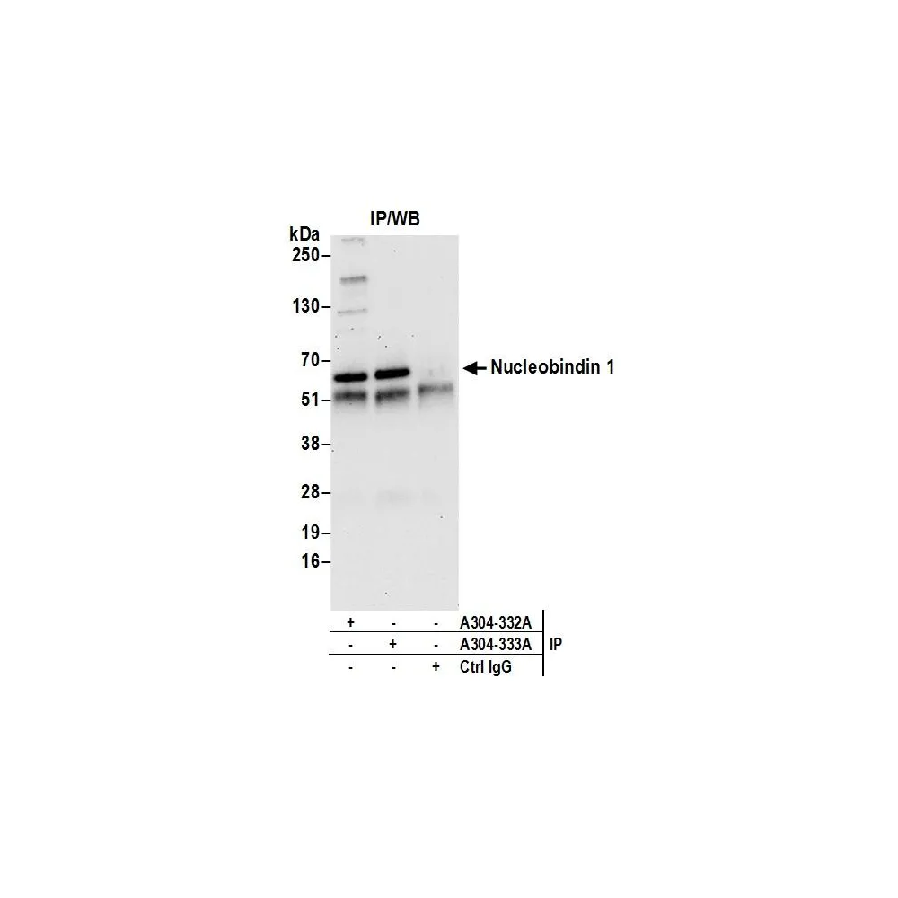 Rabbit anti-Nucleobindin 1/NUCB1 Antibody, Affinity Purified