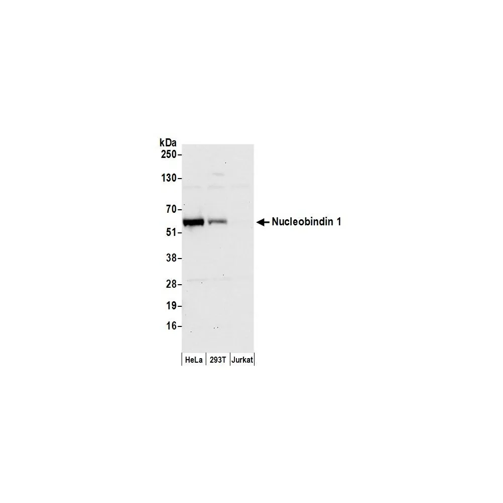 Rabbit anti-Nucleobindin 1/NUCB1 Antibody, Affinity Purified