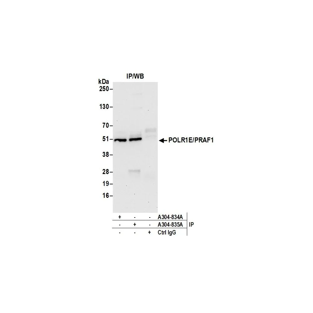Rabbit anti-POLR1E/PRAF1 Antibody, Affinity Purified