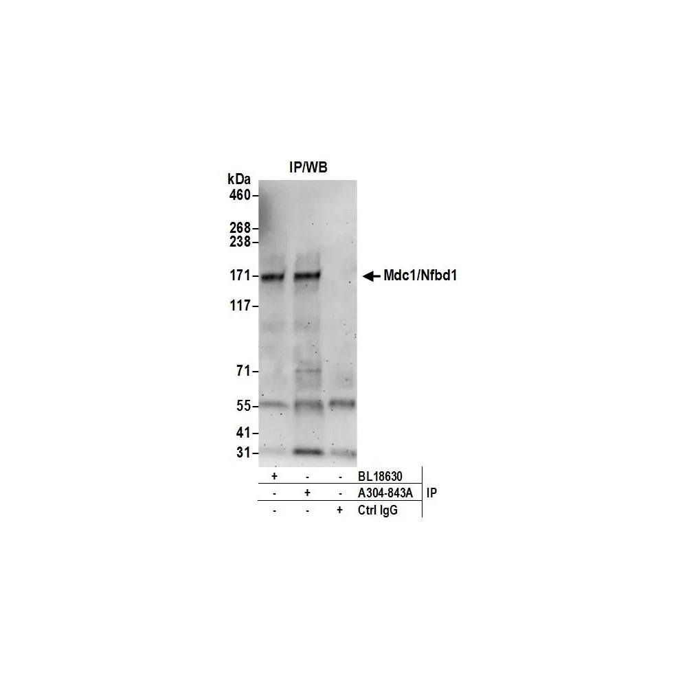 Rabbit anti-Mdc1/Nfbd1 Antibody, Affinity Purified