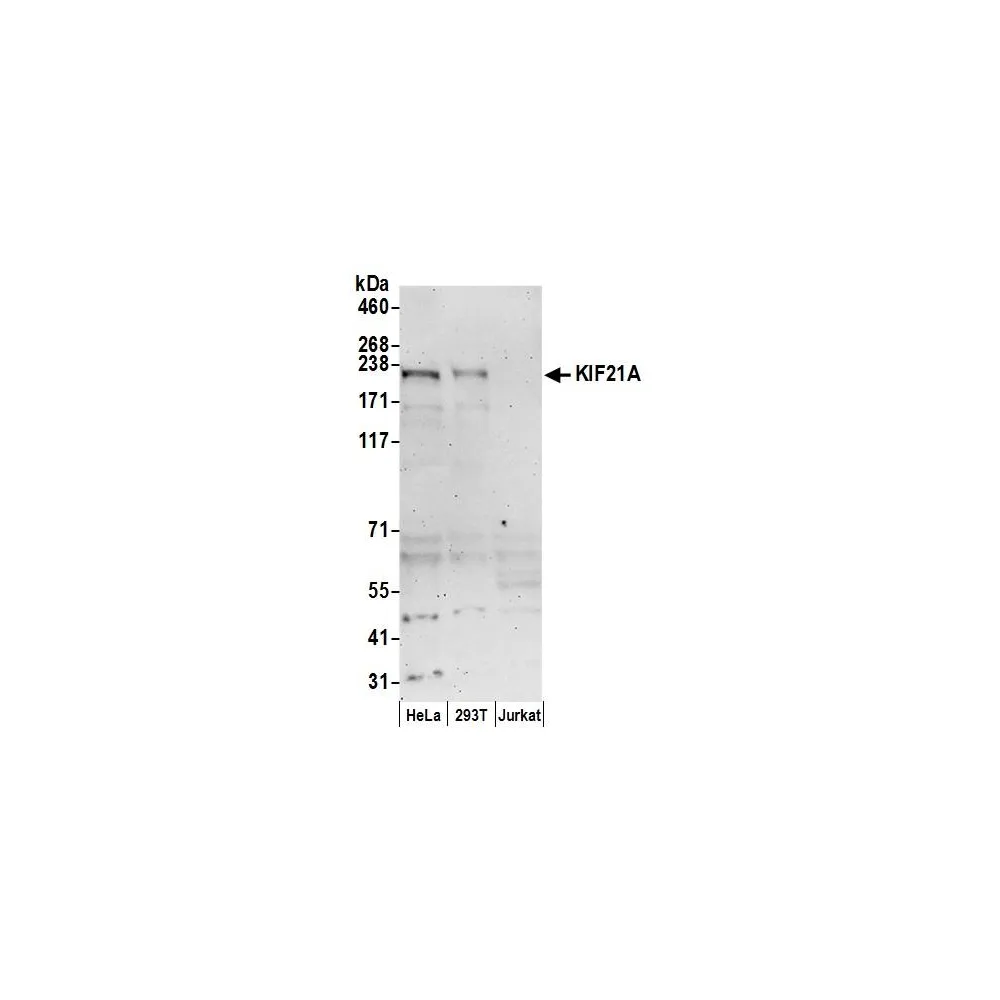 Rabbit anti-KIF21A Antibody, Affinity Purified