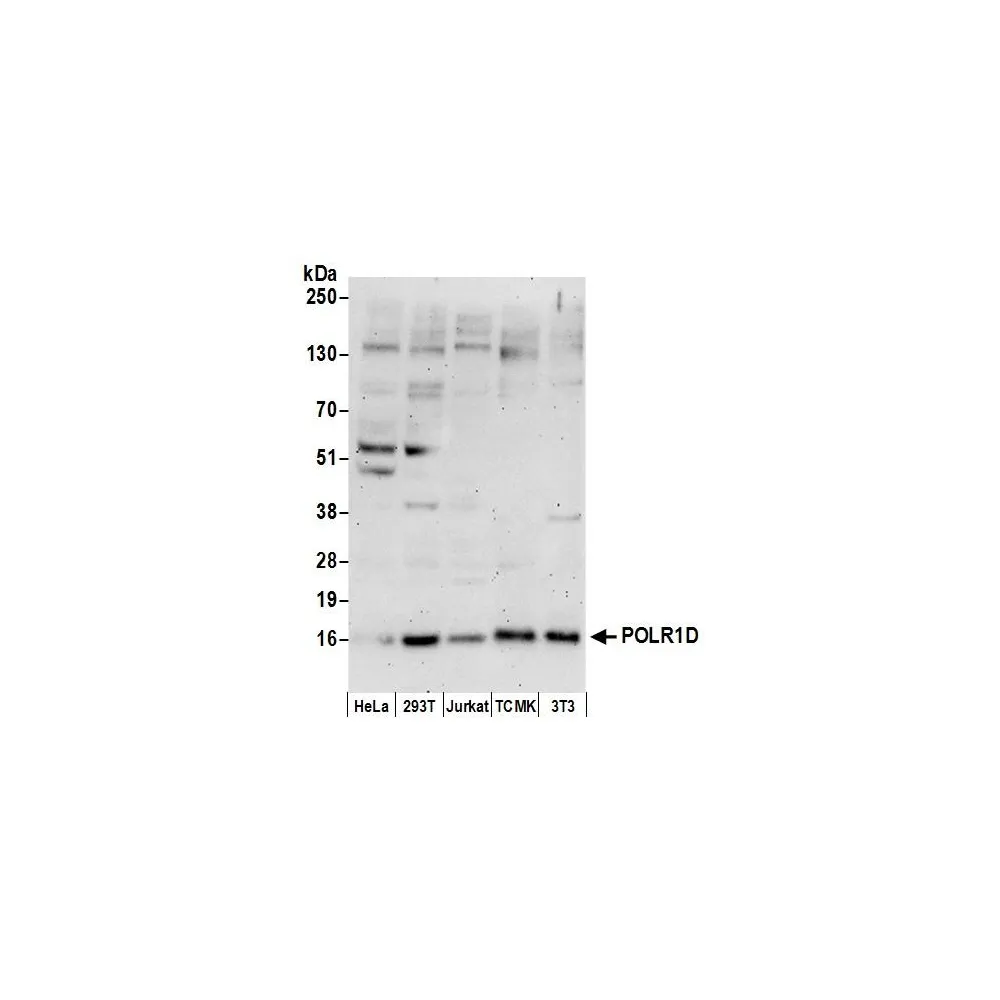 Rabbit anti-POLR1D Antibody, Affinity Purified