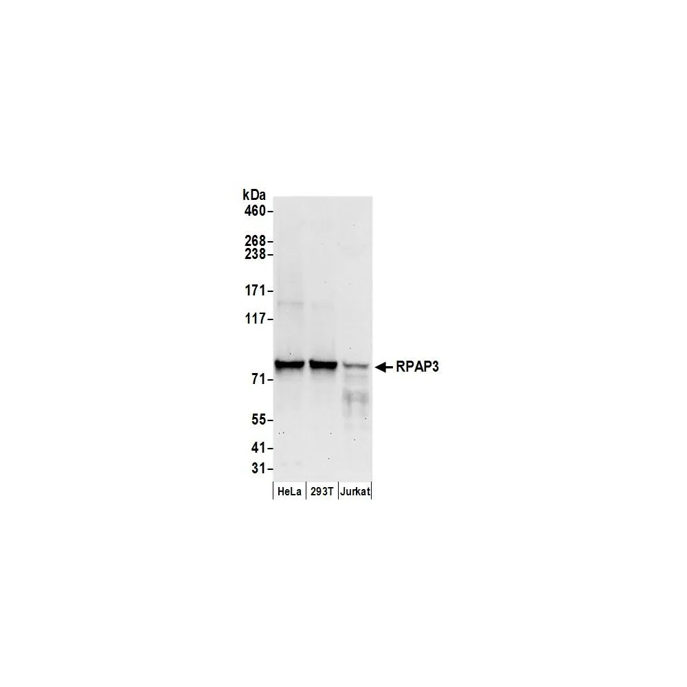 Rabbit anti-RPAP3 Antibody, Affinity Purified